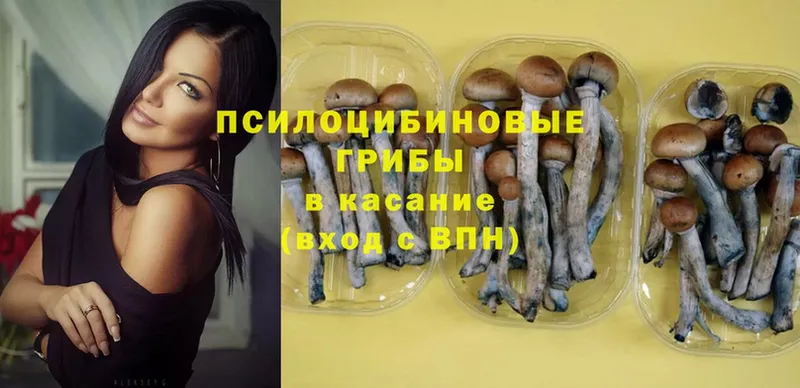 Галлюциногенные грибы Psilocybine cubensis  Бузулук 